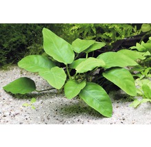 Anubias nain, espèce
