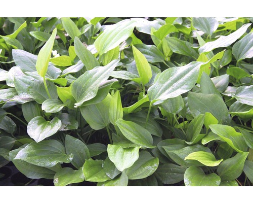 Plantes du genre Sagittaire avec des feuilles vertes