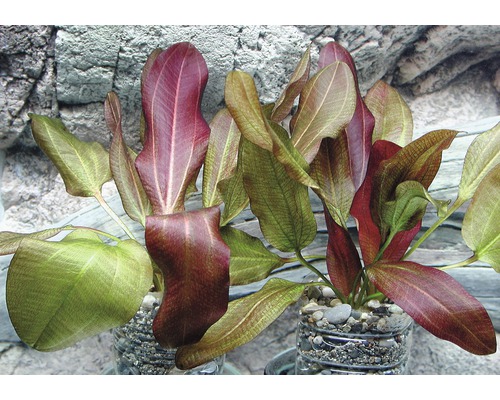 Deux plantes d''aquarium Echinodorus bleheri en pot