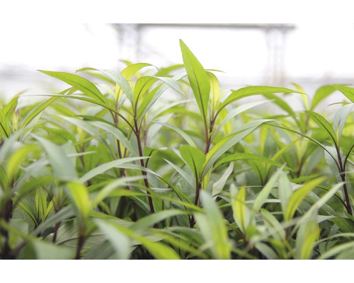 Nahaufnahme von Setzlingen mit grünen Blättern.