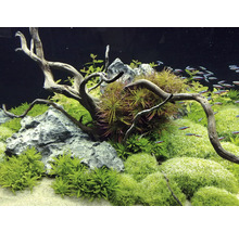 Aquarium avec plantes, bois flotté, pierres et poissons