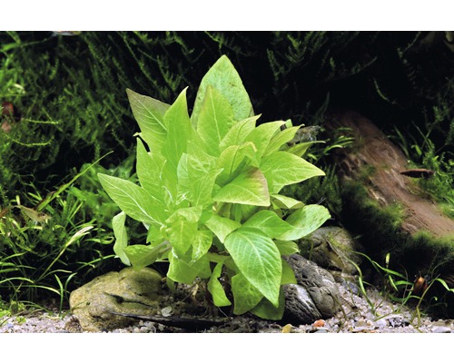 Plante d''aquarium avec des feuilles vertes dans un aquarium