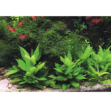 Aquariumpflanzen und Fische in einem Aquarium
