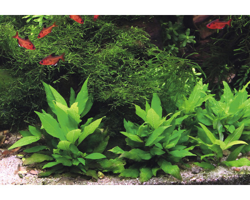 Plantes d''aquarium et poissons dans un aquarium