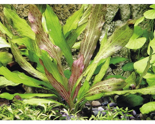 Plante d''aquarium Echinodorus bleheri dans un aquarium