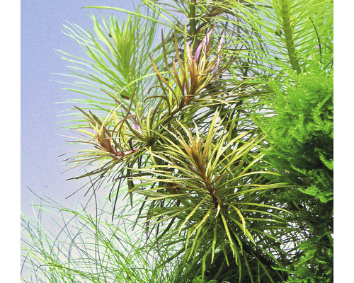 Aquarienpflanzen im Detail