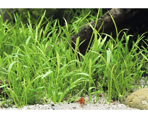 Dichte Gruppe von Vallisneria natans Aquarium Pflanzen im Sandboden