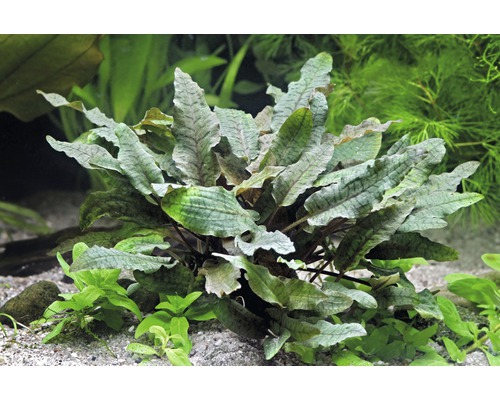 Plante d''aquarium avec des feuilles ondulées