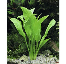 Plante d''aquarium avec de longues feuilles vertes dans l''aquarium