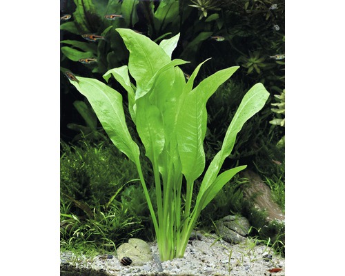 Plante dans un aquarium avec de longues feuilles vertes