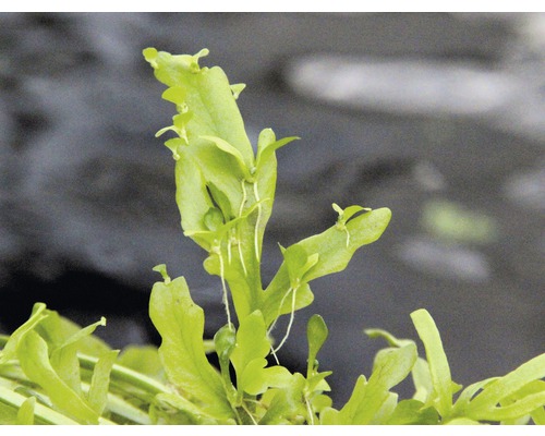 Indischer Wasserwedel Pflanze für Aquarien