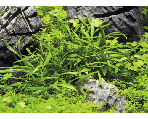 Aquariumpflanzen zwischen Steinen