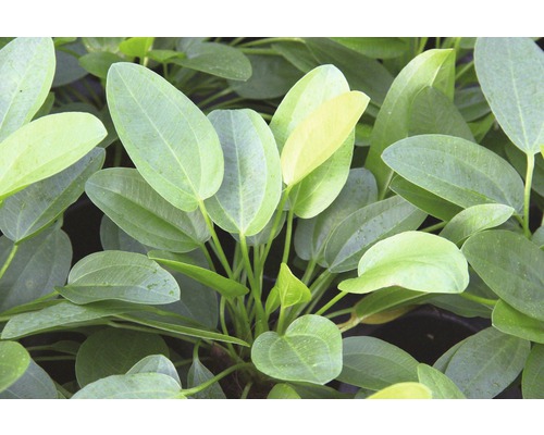 Aquarium Pflanze mit ovalen Blättern