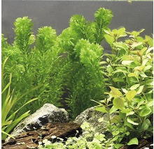 Aquarium décoré avec des plantes aquatiques et des pierres.