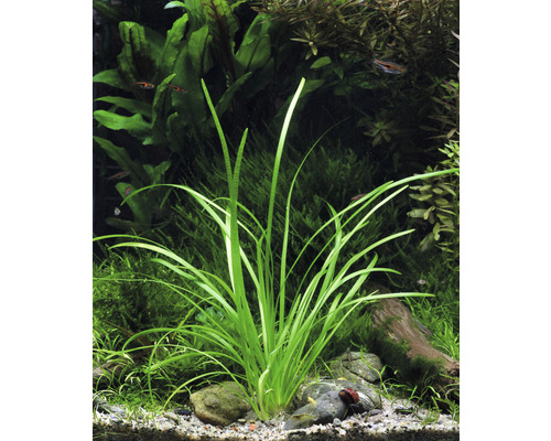 Aquarium mit Vallisneria Pflanze