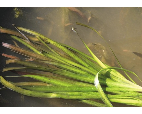 Büschelförmige Wasserpflanze im Teich