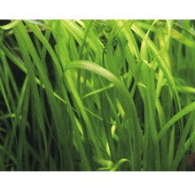 Nahaufnahme von Vallisneria spiralis, einer Aquariumpflanze