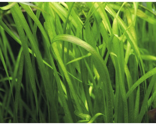 Nahaufnahme von Vallisneria spiralis, einer Aquariumpflanze