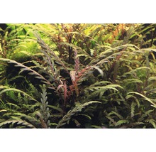 Dichtes Aquarium mit Cryptocoryne crispatula ''Balansae'' Wasserpflanzen