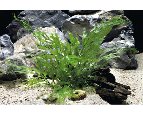 Plante d''aquarium verte dans un aquarium avec des pierres et du sable
