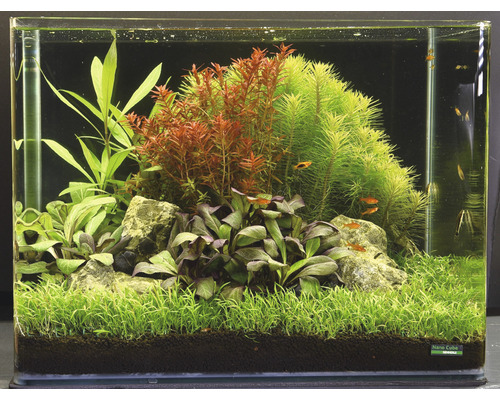 Aquarium aménagé avec plantes, pierres et poissons