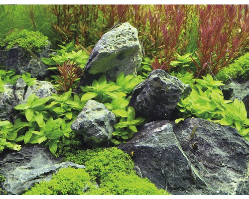 Décoration d''aquarium avec pierres et plantes