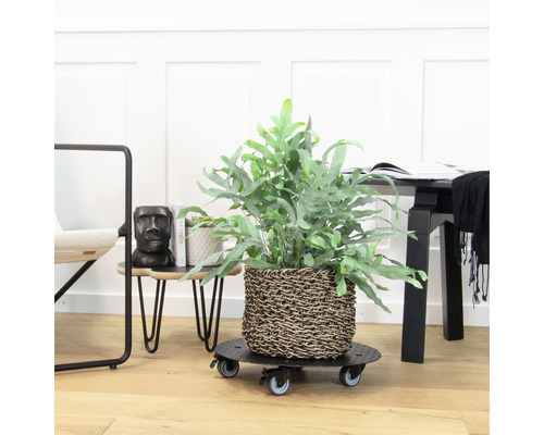 Plante d''intérieur décorative dans un panier tressé sur un plateau à roulettes