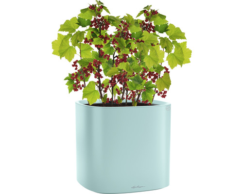 Johannisbeerstrauch im Pflanzgefäß