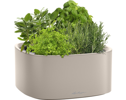 Kräutertopf mit Basilikum, Rosmarin, Petersilie und Salbei