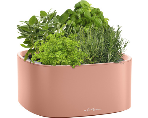 Jardin d''herbes aromatiques avec basilic, romarin, persil et sauge dans une jardinière