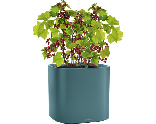 Groseille rouge dans un pot