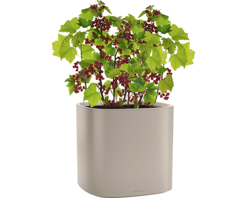 Groseillier à grappes avec fruits rouges dans un pot de fleurs