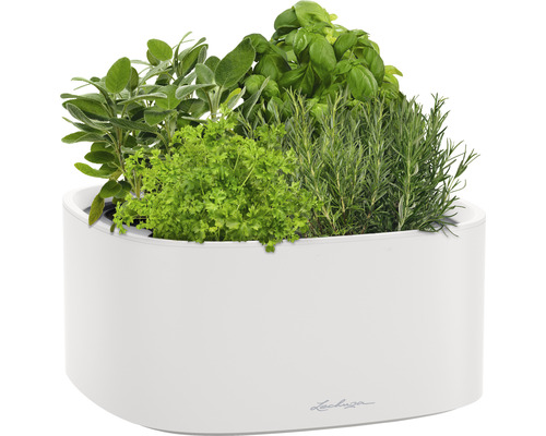 Kräutergarten in weissem Pflanzgefäss mit Salbei, Petersilie, Basilikum und Rosmarin