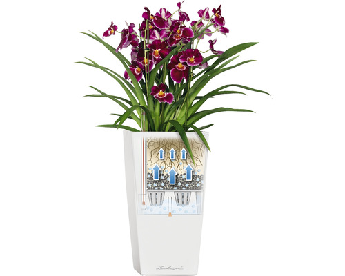 Orchidee in einem weißen Blumentopf mit Bewässerungssystem