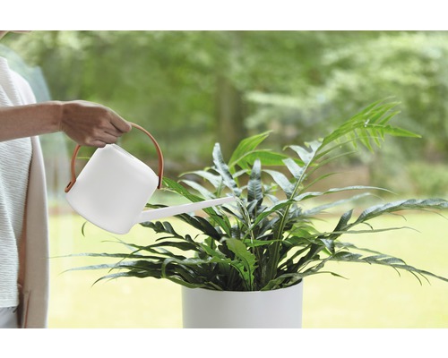 Une personne arrose une plante d''intérieur avec un arrosoir.