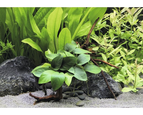 Aquariumpflanzen-Arrangement mit Steinen, Kies und Wurzelholz
