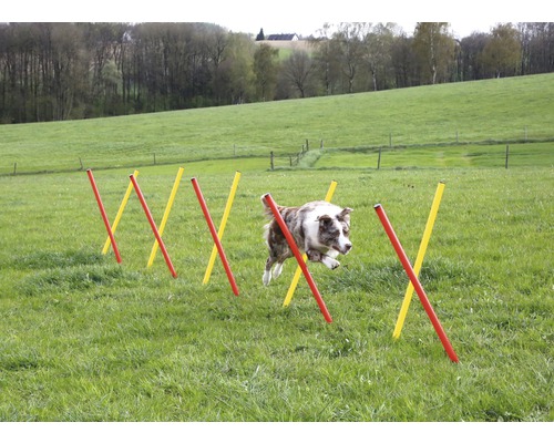 Hund springt über Agility Hürden im Garten