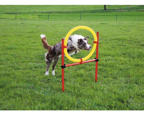 Ein Hund springt durch einen Agility Reifen im Garten.