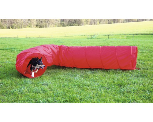 Chien traversant un tunnel d''agilité rouge dans le jardin