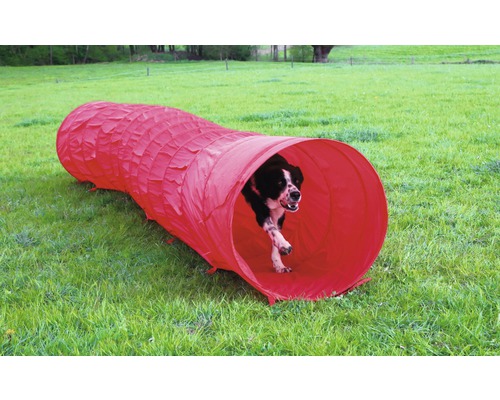Tunnel d''agilité pour chiens sur une pelouse avec un chien qui le traverse en courant