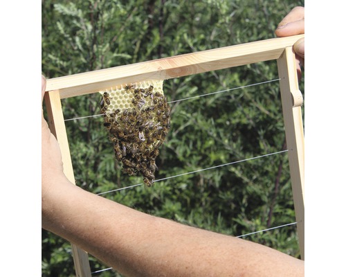 Bienenwabe in einem Holzrahmen mit Bienen