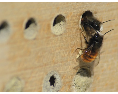 Gros plan d''abeilles sauvages devant un hôtel à insectes