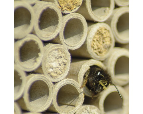 Gros plan d''un hôtel à insectes avec une abeille sauvage assise dans un tube