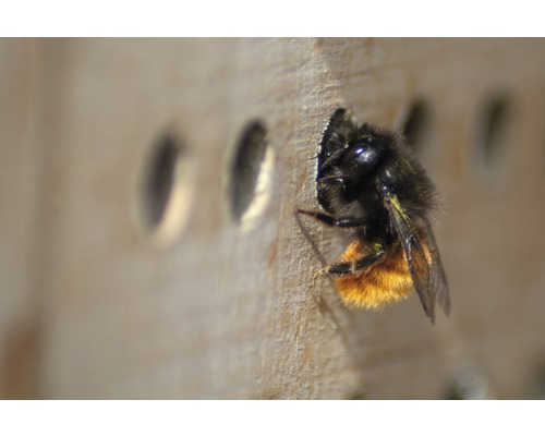 Gros plan d''une abeille maçonne sur un hôtel à insectes