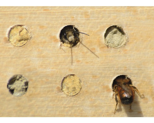 Gros plan d''un hôtel à insectes avec des abeilles sauvages