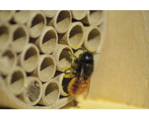 Gros plan d''un hôtel à insectes avec une abeille solitaire assise sur l''un des tubes