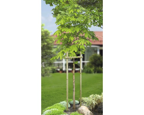Junger Baum im Garten mit Baumstütze. Junger Baum im Garten mit Baumstütze.