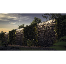 Gabionenwand mit Bewuchs im Garten