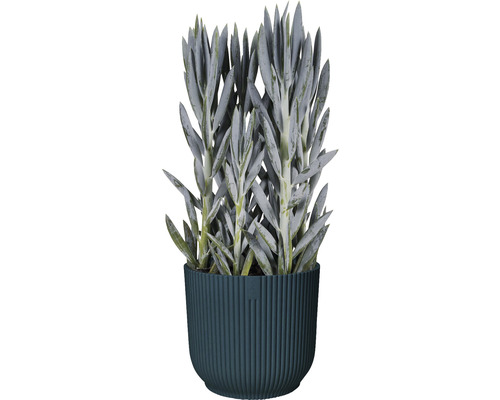 Plante grasse artificielle en pot rainuré