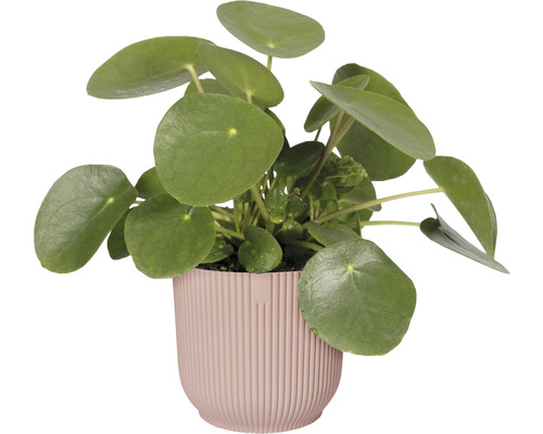 Pilea peperomioides en pot